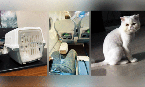 അങ്ങനെ സുട്ടു പൂച്ചയും പ്രവാസിയായി അങ്ങനെ സുട്ടു പൂച്ചയും പ്രവാസിയായി