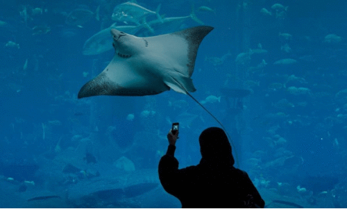 അ​ന്താ​രാ​ഷ്ട്ര അ​ക്വേ​റി​യം സ​മ്മേ​ള​നം അ​ബൂ​ദ​ബി​യി​ൽ