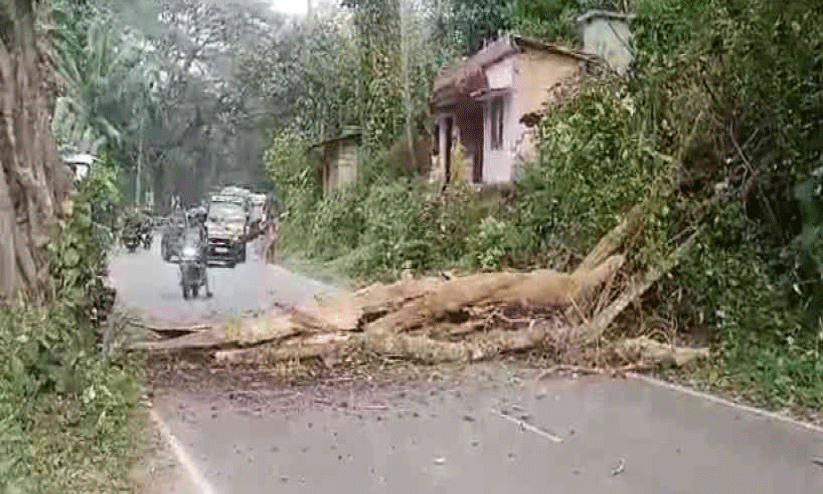 മലയോരമേഖലയിൽ ‘പാണ്ടിക്കാറ്റ്’ ശക്തമായി; വൻ നാശം