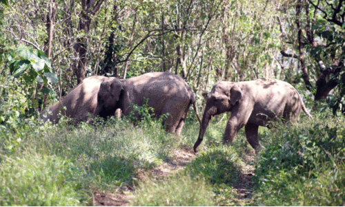 വന്യജീവി ആക്രമണം:ആറളം ഫാമിൽ ഭീതിജനകം