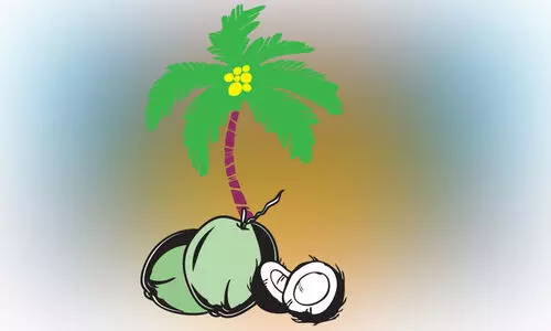 ഏഴ്​ വർഷത്തിനിടയിലെ ഉയർന്ന നിരക്കിൽ; കുതിച്ചുകയറി തേങ്ങ, വെളിച്ചെണ്ണ വില