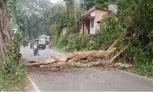 മലയോരമേഖലയിൽ ‘പാണ്ടിക്കാറ്റ്’ ശക്തമായി; വൻ നാശം