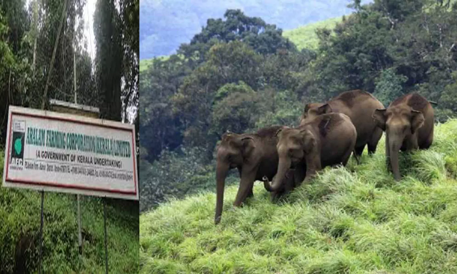 ആറളം ഫാമിംഗ് കോര്‍പ്പറേഷന്‍ തൊഴിലാളികളുടെ ശമ്പള കുടിശ്ശിക തീര്‍പ്പാക്കുന്നതിന് നടപടിയെടുക്കും- മുഖ്യമന്ത്രി