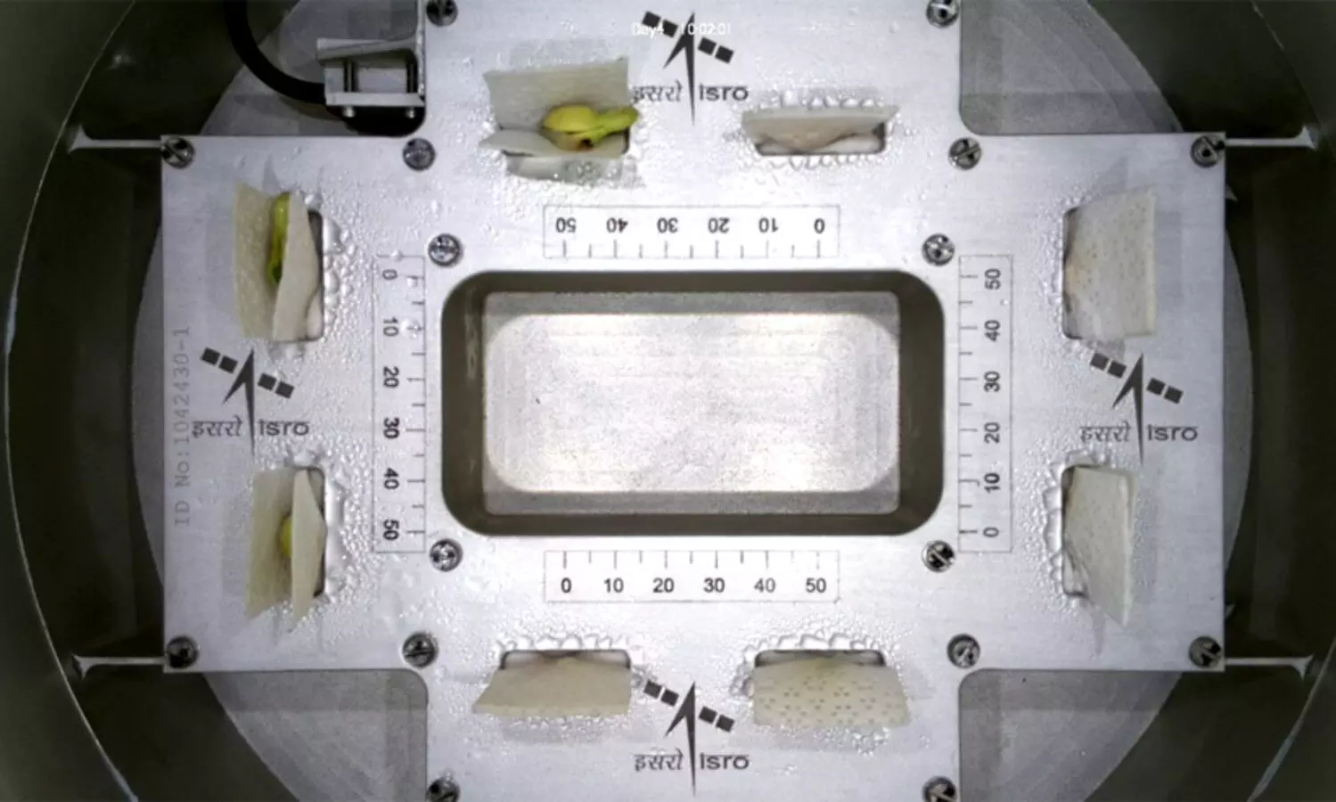 sprouted cowpea seeds in space
