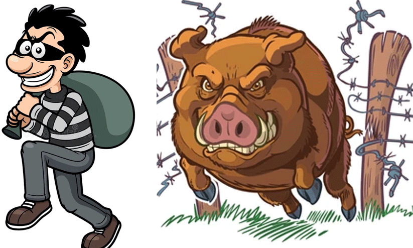 മോഷ്ടാക്കൾക്കും വന്യമൃഗങ്ങൾക്കുമിടയിൽ കർഷക ജീവിതം; തമ്മിൽ ഭേദം വന്യമൃഗങ്ങൾ മോഷ്ടാക്കൾക്കും വന്യമൃഗങ്ങൾക്കുമിടയിൽ കർഷക ജീവിതം; തമ്മിൽ ഭേദം വന്യമൃഗങ്ങൾ