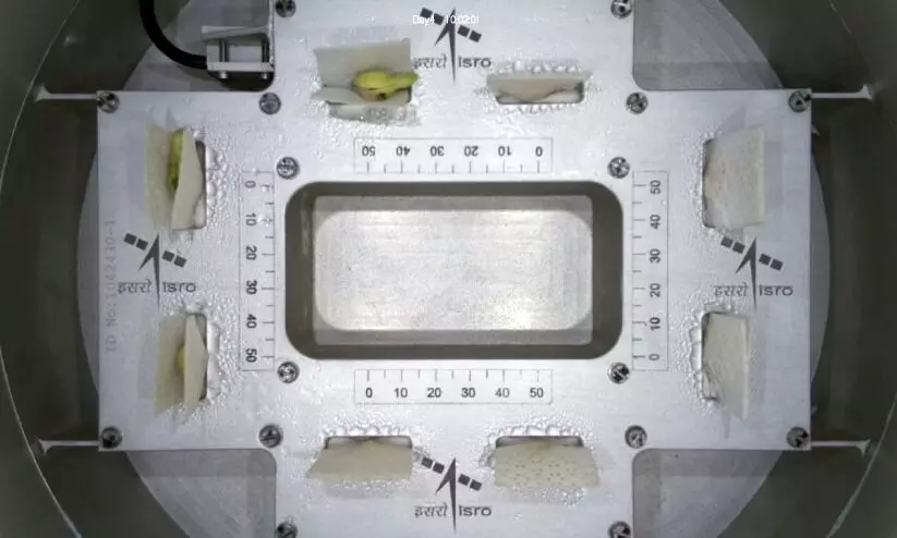 നാലുദിവസംകൊണ്ട് ബഹിരാകാശത്ത് പയര്വിത്ത് മുളപ്പിച്ച് ഐ.എസ്.ആർ.ഒ; ചരിത്രനേട്ടം നാലുദിവസംകൊണ്ട് ബഹിരാകാശത്ത് പയര്വിത്ത് മുളപ്പിച്ച് ഐ.എസ്.ആർ.ഒ; ചരിത്രനേട്ടം