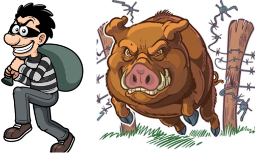 മോഷ്ടാക്കൾക്കും വന്യമൃഗങ്ങൾക്കുമിടയിൽ കർഷക ജീവിതം; തമ്മിൽ ഭേദം വന്യമൃഗങ്ങൾ