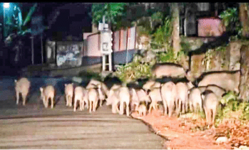 wild boars wild boars