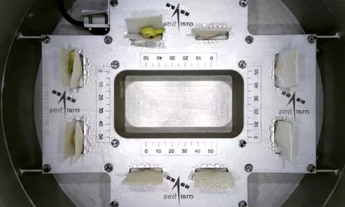 sprouted cowpea seeds in space