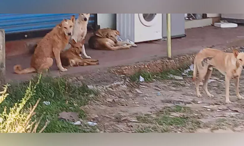 തെരുവുനായ് ശല്യം രൂക്ഷം; വീടിന് പുറത്തിറങ്ങാനാവാതെ നാട്ടുകാർ