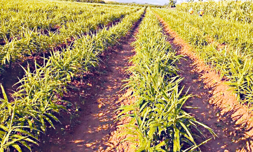 ഇഞ്ചികൃഷിക്കു വഴിമാറി നെൽപാടങ്ങൾ