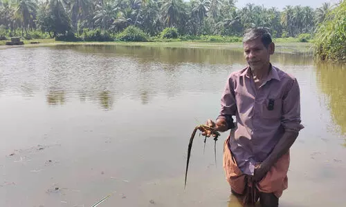 ദേശീയപാതയിലെ പാലം നിർമാണം; പുഴയിൽ മണ്ണിട്ടു; 40 ഏക്കർ നെൽകൃഷി നശിച്ചു