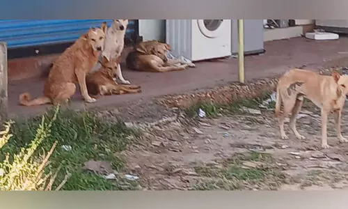 തെരുവുനായ് ശല്യം രൂക്ഷം; വീടിന് പുറത്തിറങ്ങാനാവാതെ നാട്ടുകാർ