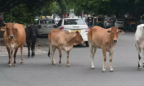 യോഗി ആദിത്യനാഥ് ഭരണത്തിന് കീഴിൽ പ്രതിദിനം 50,000 പശുക്കളെ കശാപ്പ് ചെയ്യുന്നുവെന്ന് ബി.ജെ.പി എം.എൽ.എ
