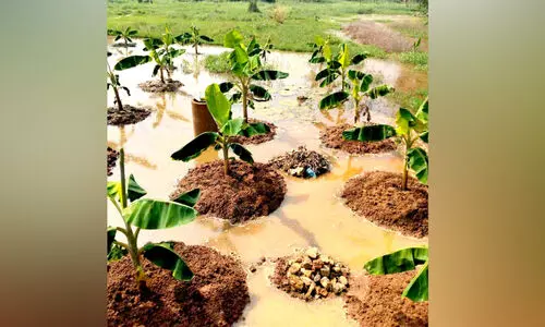 ദേശീയപാതയിലെ ഓട വീണ്ടും അടഞ്ഞു; കൃഷിയിടങ്ങൾ വെള്ളത്തിൽ ദേശീയപാതയിലെ ഓട വീണ്ടും അടഞ്ഞു; കൃഷിയിടങ്ങൾ വെള്ളത്തിൽ