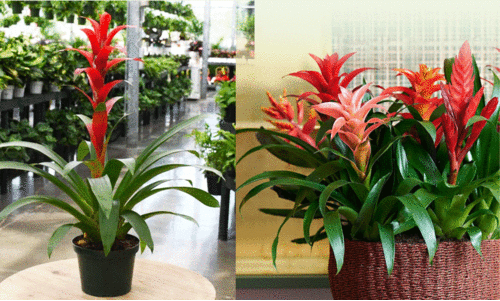 guzmania