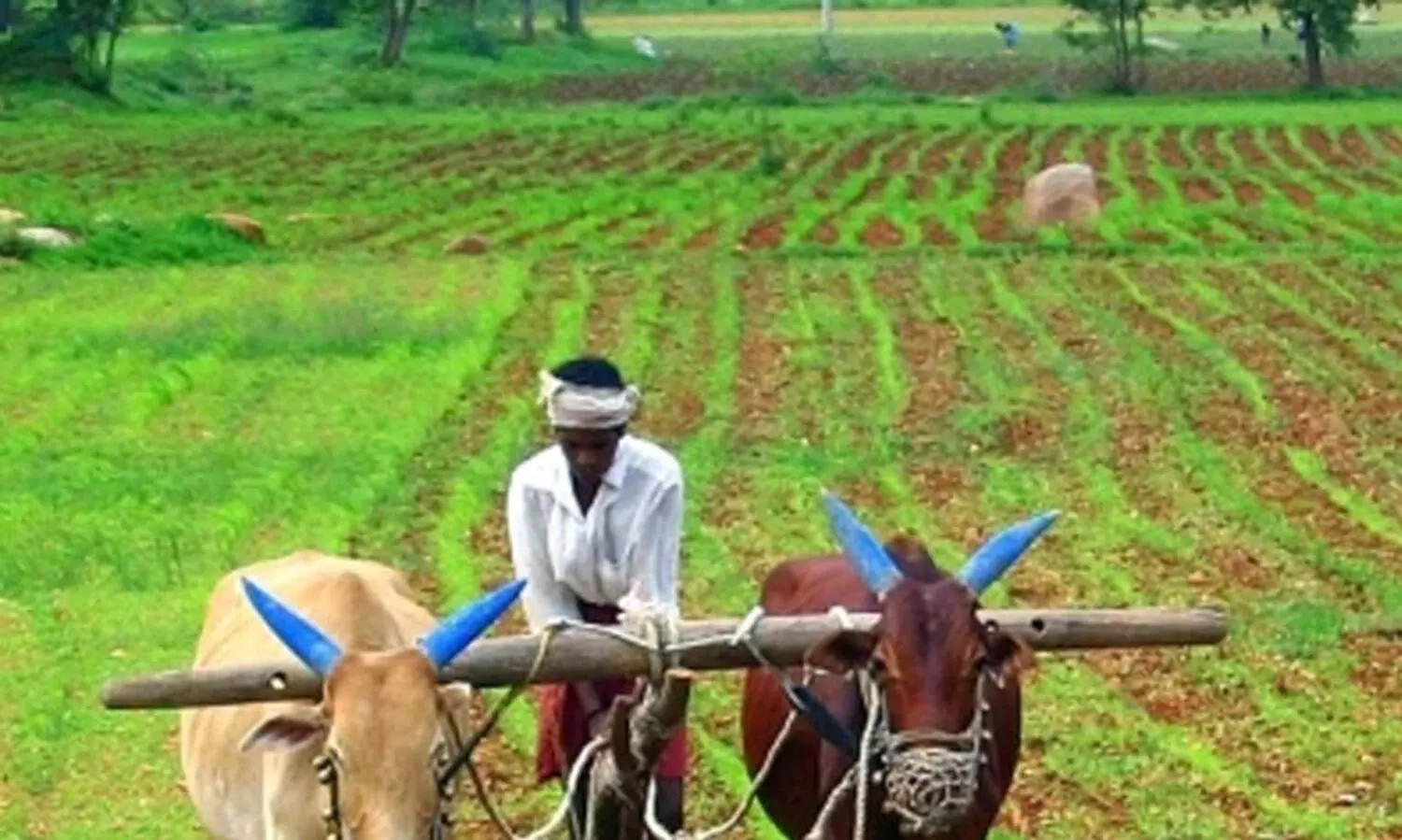 സാങ്കേതിക കാരണത്താൽ മുടങ്ങിയ പെൻഷൻ കുടിശിക കർഷകന് നൽകണമെന്ന് മനുഷ്യാവകാശ കമീഷൻ