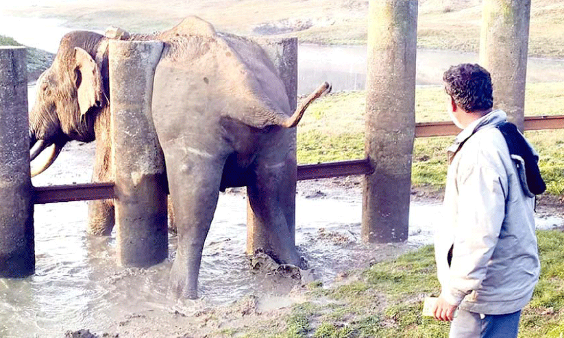 റെയിൽവേ ബാരിക്കേഡിൽ കുടുങ്ങിയ ആനയെ രക്ഷപ്പെടുത്തി റെയിൽവേ ബാരിക്കേഡിൽ കുടുങ്ങിയ ആനയെ രക്ഷപ്പെടുത്തി