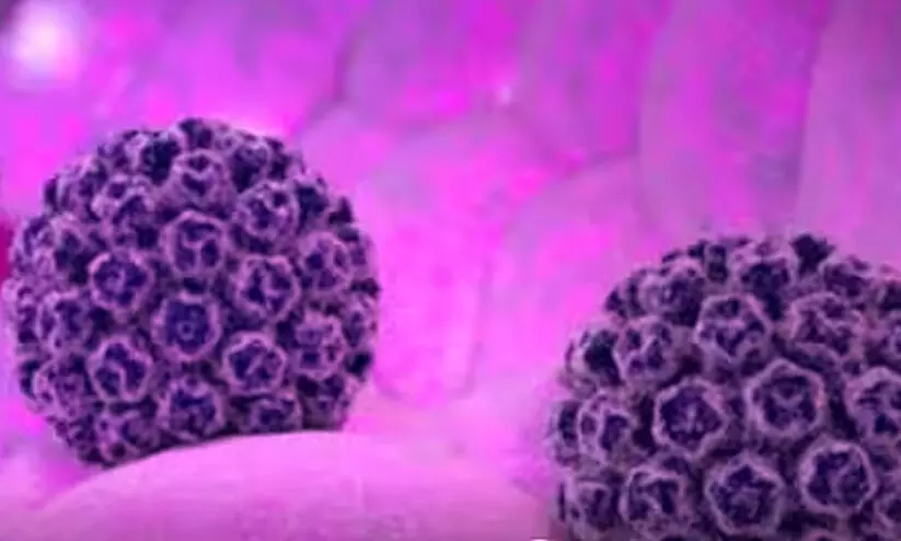 ബംഗളൂരുവിൽ രാജ്യത്തെ ആദ്യ എച്ച്.എം.പി.വി കേസ് സ്ഥിരീകരിച്ചു