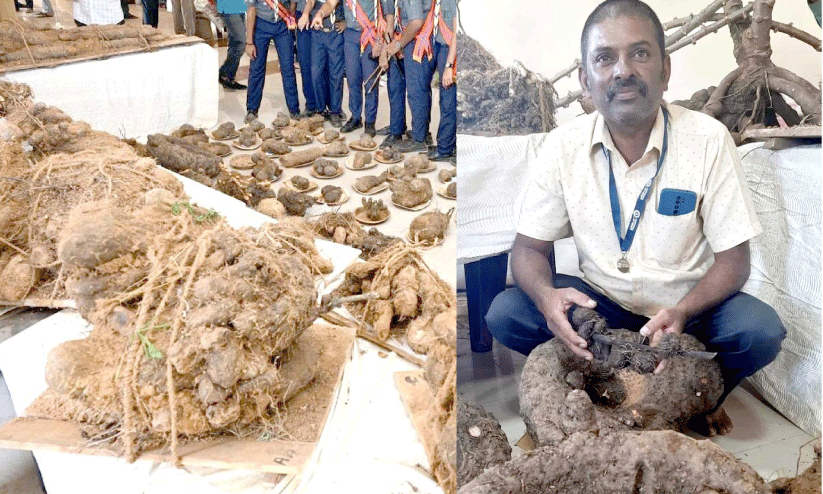 കി​ഴ​ങ്ങ് മേ​ള​യി​ൽ താ​ര​മാ​യി മ​ല​യാ​ളി റി​ജി ജോ​സ​ഫി​ന്റെ ഇ​ന​ങ്ങ​ൾ