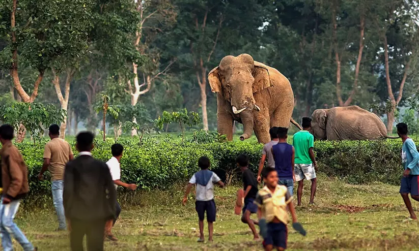ആന-മനുഷ്യ സംഘർഷം ഒഴിവാക്കാൻ കാട്ടാനകളിൽ റേഡിയോ കോളർ ഘടിപ്പിക്കാൻ ബംഗാൾ വനംവകുപ്പ്