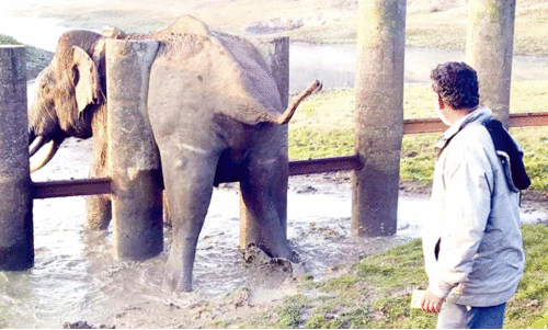 റെ​യി​ൽ​വേ ബാ​രി​ക്കേ​ഡി​ൽ കു​ടു​ങ്ങി​യ ആ​ന​യെ ര​ക്ഷ​പ്പെ​ടു​ത്തി