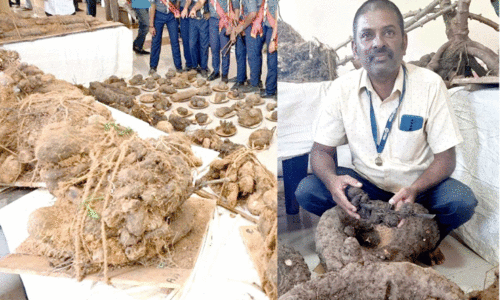 കി​ഴ​ങ്ങ് മേ​ള​യി​ൽ താ​ര​മാ​യി മ​ല​യാ​ളി റി​ജി ജോ​സ​ഫി​ന്റെ ഇ​ന​ങ്ങ​ൾ