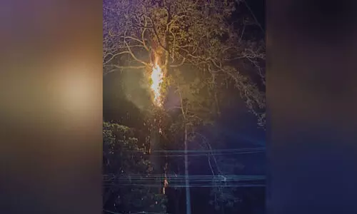 മരത്തിന്​ മുകളിലേക്ക് തീ പടര്‍ന്നു: അന്തര്‍സംസ്ഥാന പാതയില്‍ ഗതാഗതം തടസ്സപ്പെട്ടു