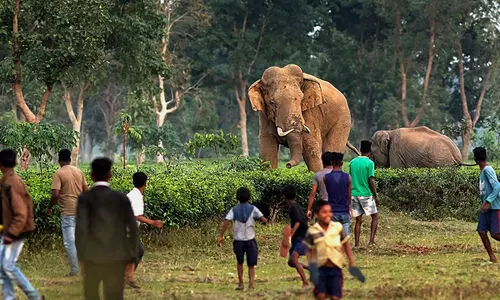 ആന-മനുഷ്യ സംഘർഷം ഒഴിവാക്കാൻ കാട്ടാനകളിൽ റേഡിയോ കോളർ ഘടിപ്പിക്കാൻ ബംഗാൾ വനംവകുപ്പ്