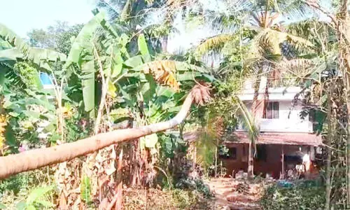 വൈദ്യുതി കമ്പിയിലേക്ക് തെങ്ങ് മറിഞ്ഞു