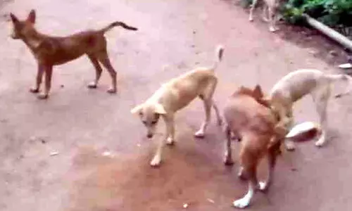 തെരുവുകൾ വാഴുന്നത് നായ്ക്കൾ; എ.​ബി.​സി പ​ദ്ധ​തി കൊ​ണ്ട് കാ​ര്യ​മാ​യ പ്ര​യോ​ജ​ന​മി​ല്ല