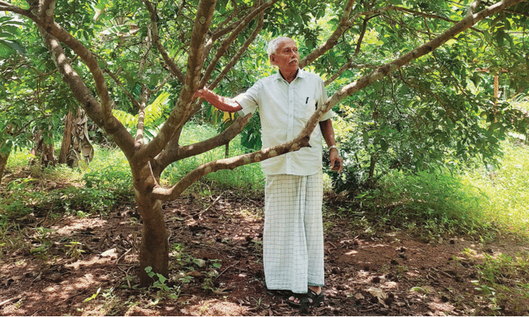 പൊതു ഇടങ്ങളിൽ മരങ്ങളും ചെടികളും വെച്ചുപിടിപ്പിക്കുന്നത് വിനോദമാക്കിയ മാവൂരിന്‍റെ സ്വന്തം ‘ചെടിക്കാക്ക’