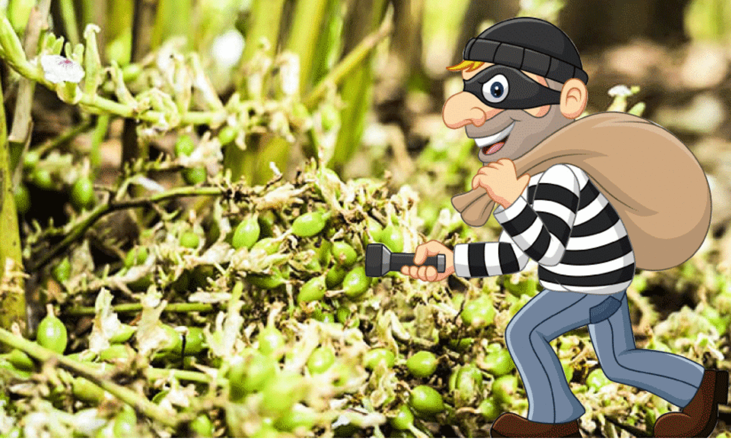 കർഷകർക്ക്​ ഇരുട്ടടി; ഏലത്തിൽ കണ്ണുനട്ട്​ മോഷ്​ടാക്കൾ