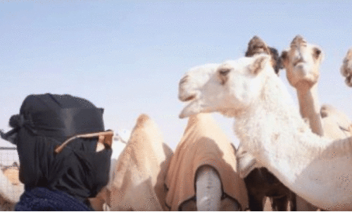 മു​നീ​റ ഖ​ഹ്​​താ​നി, ഒ​ട്ട​ക​ങ്ങ​ളെ പ്ര​ണ​യി​ച്ച സൗ​ദി യു​വ​തി