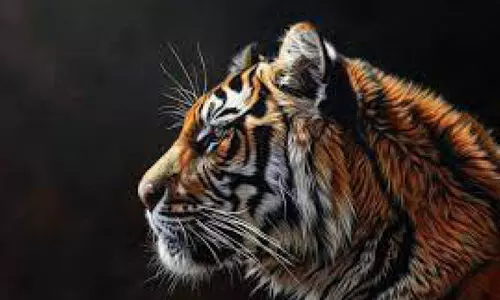 പുൽപ്പള്ളിയിൽ ക​ടു​വ ഭീ​തി