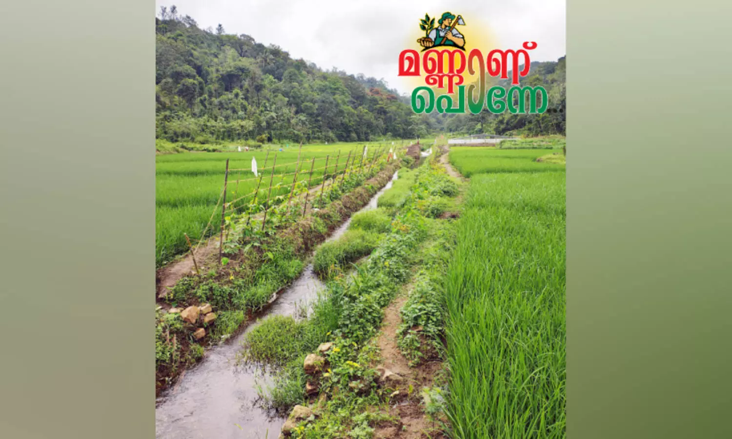 കുഞ്ചിപ്പെട്ടി അരി വിപണിയിലേക്ക്​;  കട്ടമുടിക്കുടിയിൽ നാളെ കൊയ്​ത്തുത്സവം