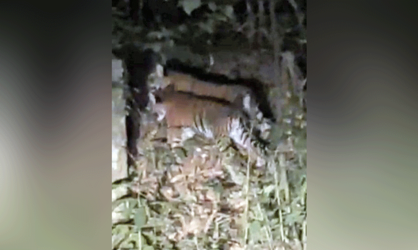 തൊള്ളായിരംകണ്ടിയിൽ കടുവകൾ