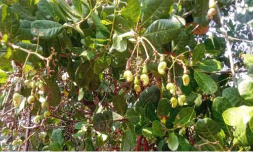 വന്നെത്തി, പ്രതീക്ഷയുടെ കശുവണ്ടിക്കാലം