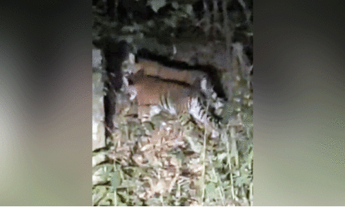 തൊള്ളായിരംകണ്ടിയിൽ കടുവകൾ തൊള്ളായിരംകണ്ടിയിൽ കടുവകൾ