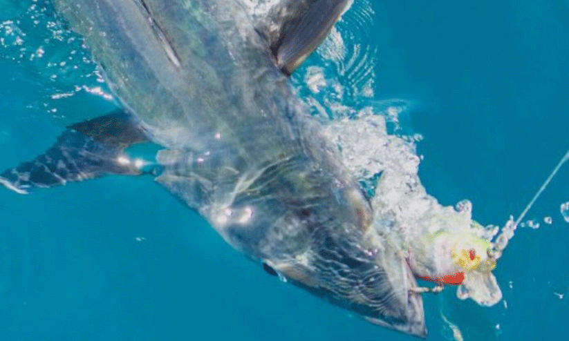 അല് ദഫ്റ ഗ്രാന്ഡ് കിങ് ഫിഷ് ചാമ്പ്യന്ഷിപ് ഇന്നുമുതല് അല് ദഫ്റ ഗ്രാന്ഡ് കിങ് ഫിഷ് ചാമ്പ്യന്ഷിപ് ഇന്നുമുതല്