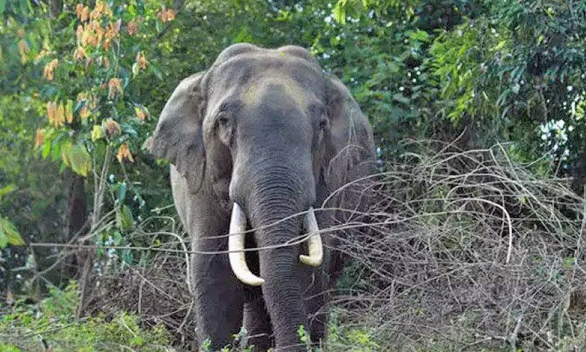 പത്തുവർഷം, വയനാട്ടിൽ  കാട്ടാന ​കൊന്നത് 44 പേരെ