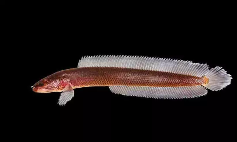 ലോക​മെമ്പാടുമുള്ള ശുദ്ധജല ജന്തുജാലങ്ങളുടെ 24 ശതമാനവും തുടച്ചുനീക്ക​​പ്പെടുന്നു