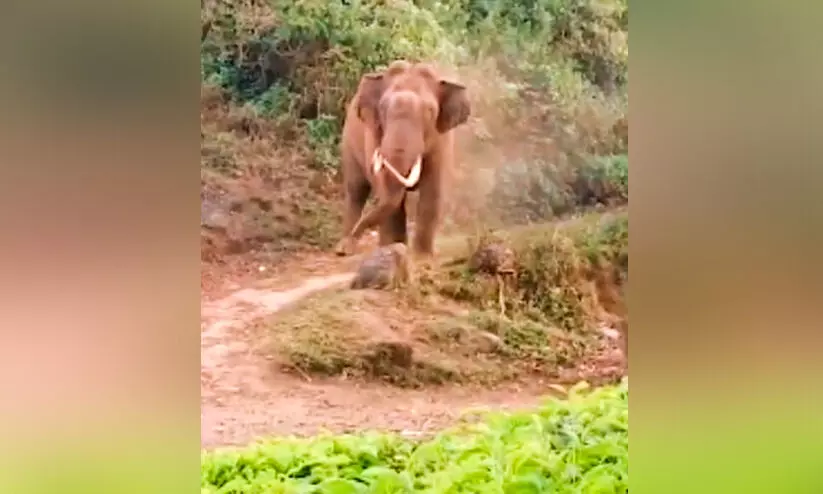 wild elephant
