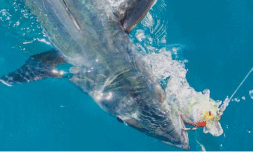 അ​ല്‍ ദ​ഫ്​​റ ഗ്രാ​ന്‍ഡ് കി​ങ് ഫി​ഷ് ചാ​മ്പ്യ​ന്‍ഷി​പ് ഇ​ന്നു​​മു​ത​ല്‍