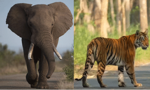 വന്യമൃഗങ്ങൾ കാടിറങ്ങുന്നു; മലയോരത്ത് ഉറക്കമില്ലാദിനങ്ങൾ വന്യമൃഗങ്ങൾ കാടിറങ്ങുന്നു; മലയോരത്ത് ഉറക്കമില്ലാദിനങ്ങൾ