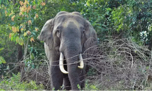 പത്തുവർഷം, വയനാട്ടിൽ  കാട്ടാന ​കൊന്നത് 44 പേരെ