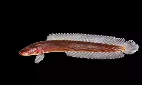 ലോക​മെമ്പാടുമുള്ള ശുദ്ധജല ജന്തുജാലങ്ങളുടെ 24 ശതമാനവും തുടച്ചുനീക്ക​​പ്പെടുന്നു