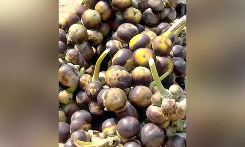 palm fruit(nongu)