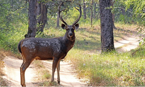 മ്ലാവിനെ വെടിവെച്ച കേസ്; ഒളിവിലായിരുന്ന പ്രതികൾ അറസ്റ്റിൽ മ്ലാവിനെ വെടിവെച്ച കേസ്; ഒളിവിലായിരുന്ന പ്രതികൾ അറസ്റ്റിൽ