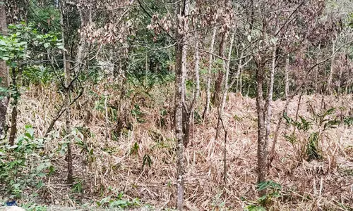 കാലവര്‍ഷക്കെടുതിയും വരൾച്ചയും;  ജില്ലയില്‍ കൃഷിനാശം 13.79 കോടി